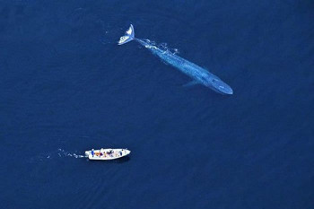 Blue Whale beside a boat
