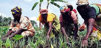 congo agriculture